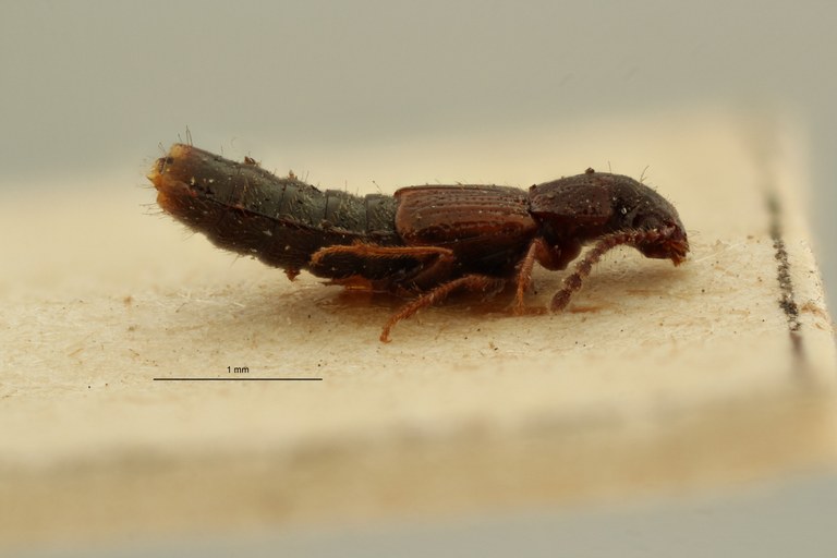 Homalotrichus nahuelbutensis pt L ZS PMax Scaled.jpeg