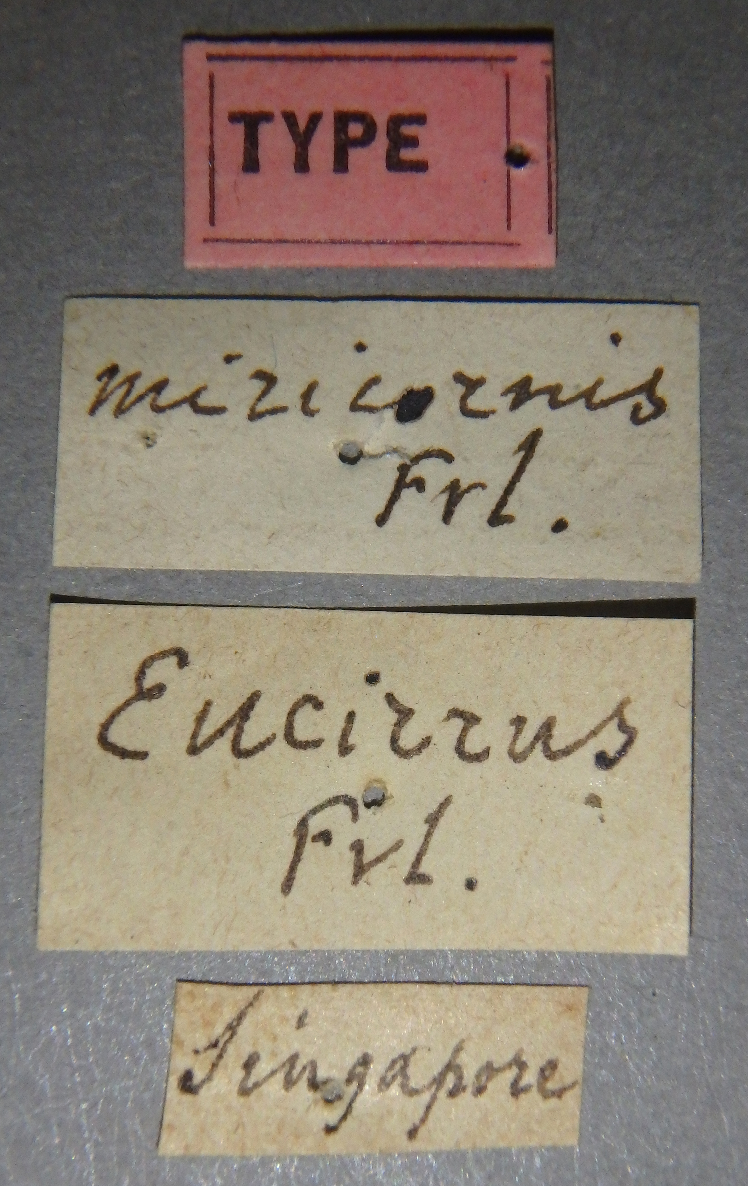 Eucirrus miricornis t Lb.JPG