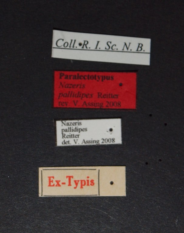 Nazeris pallidipes Paralectotype Labels.JPG