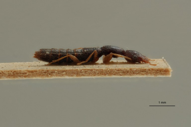 Nazeris pallidipes Paralectotype Lateral.jpg