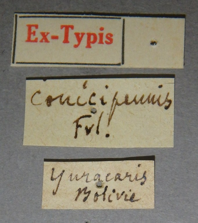 Paederus conicipennis et Lb.jpg