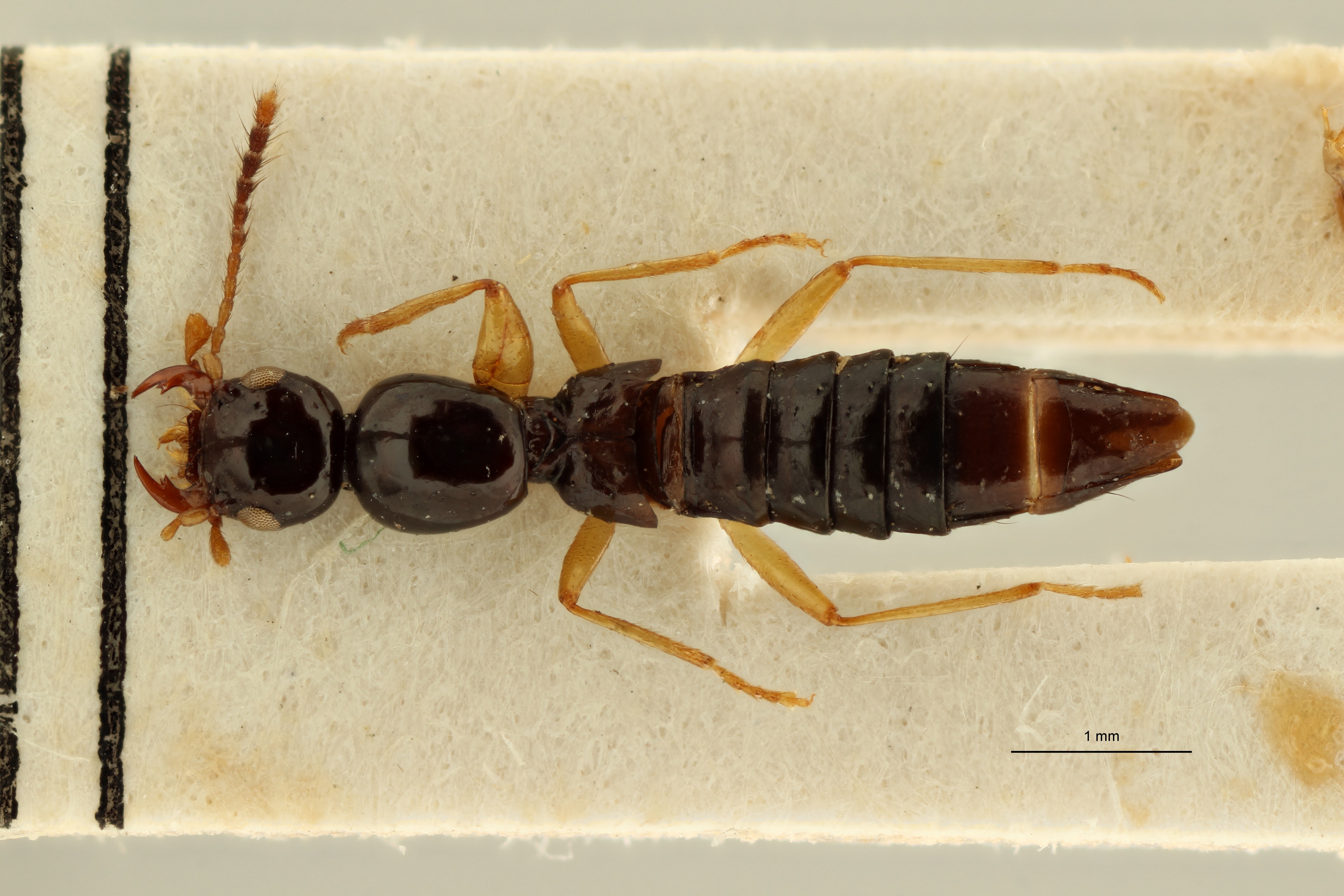 Madecapaederus dilutipes t D ZS PMax Scaled.jpeg