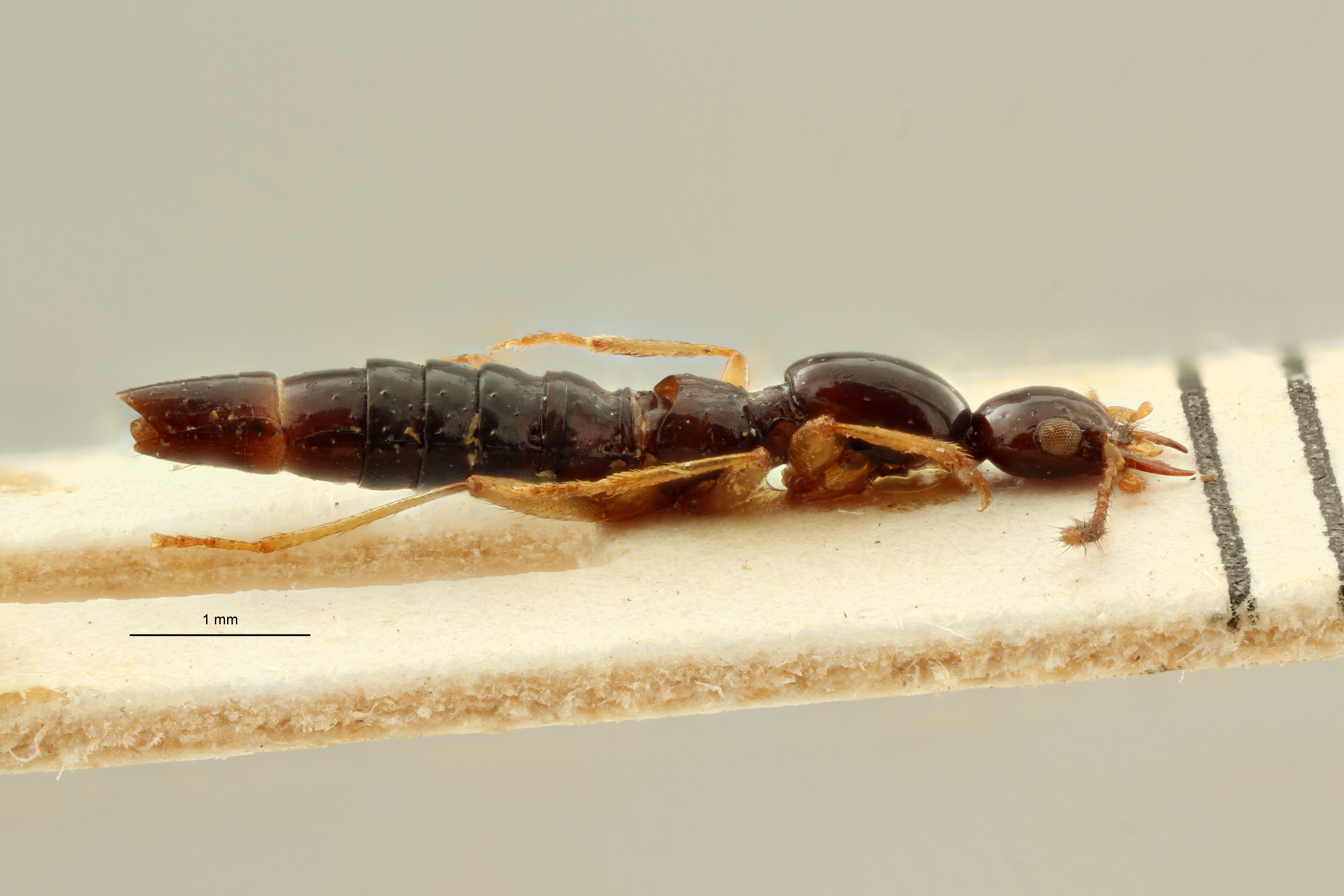 Madecapaederus dilutipes t L ZS PMax Scaled.jpeg