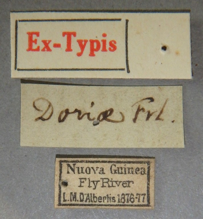 Paederus doriae et Lb.jpg