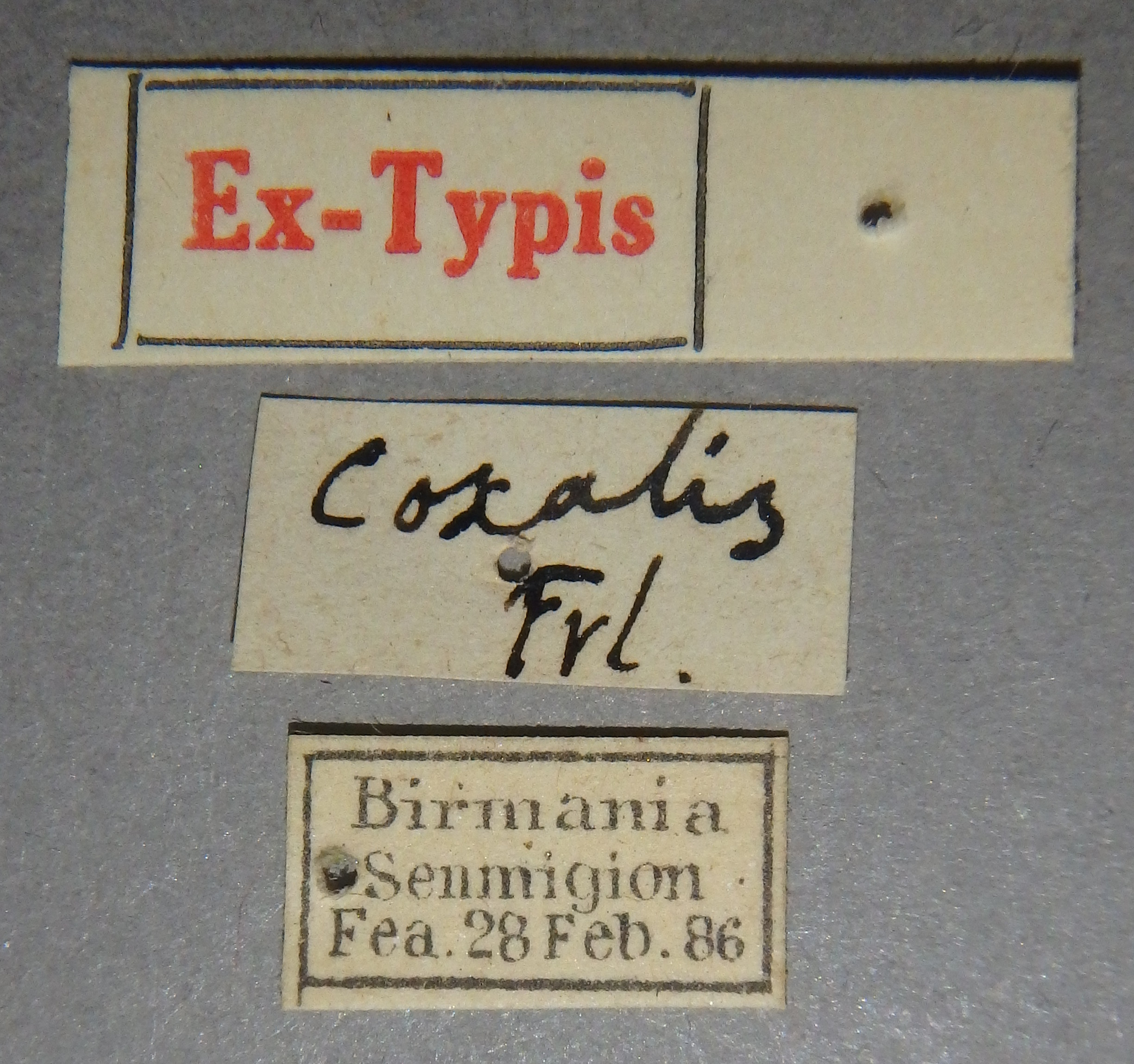 Paederus (Paederus) coxalis et Lb.jpg