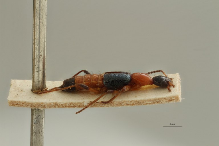 Paederus (Paederus) longiceps ex t L.jpg
