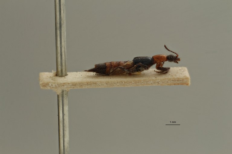Paederus tenuicornis t L.jpg
