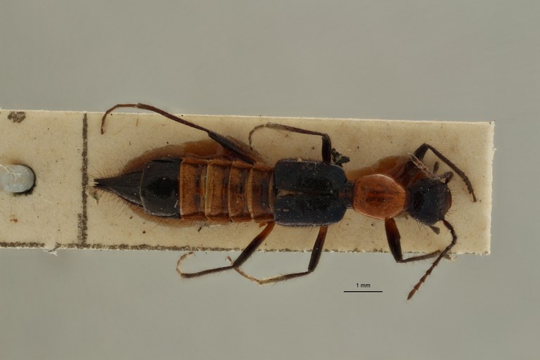 Paederus variicornis ex t D.jpg