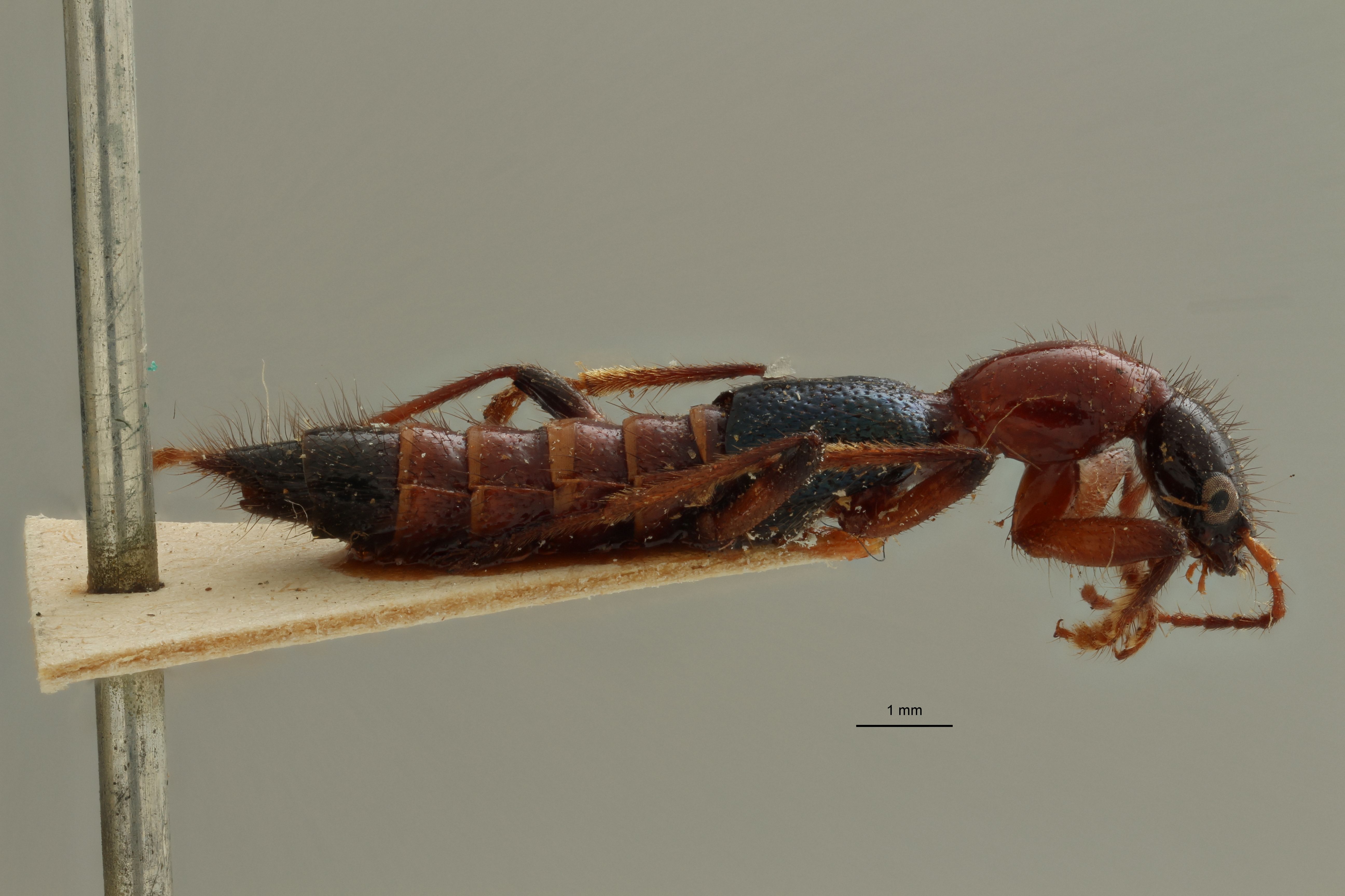 Paederus yucateca ex t L.jpg