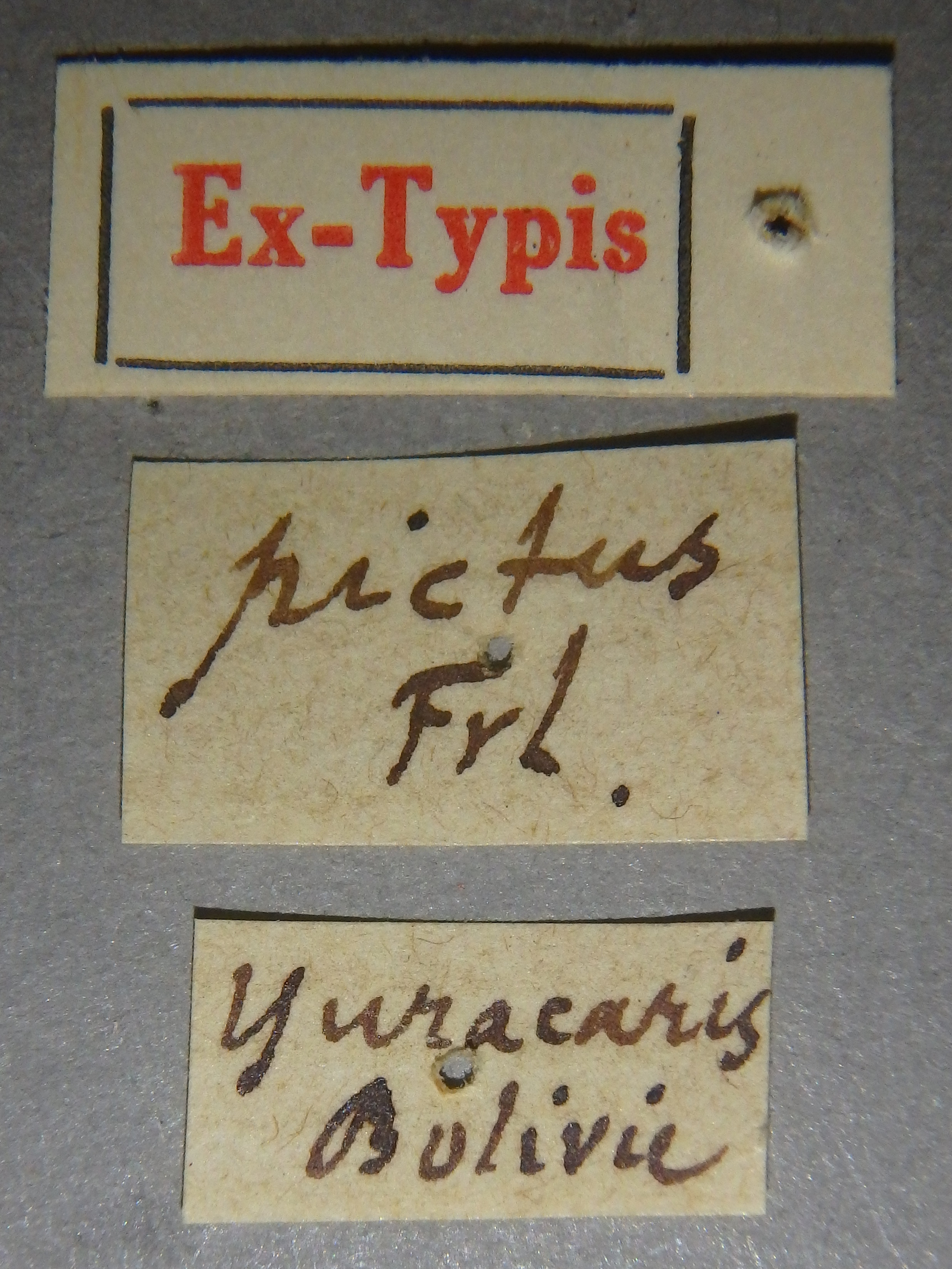 Palaminus pictus et Lb.jpg