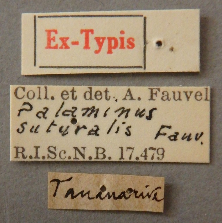 Palaminus suturalis et Lb.jpg