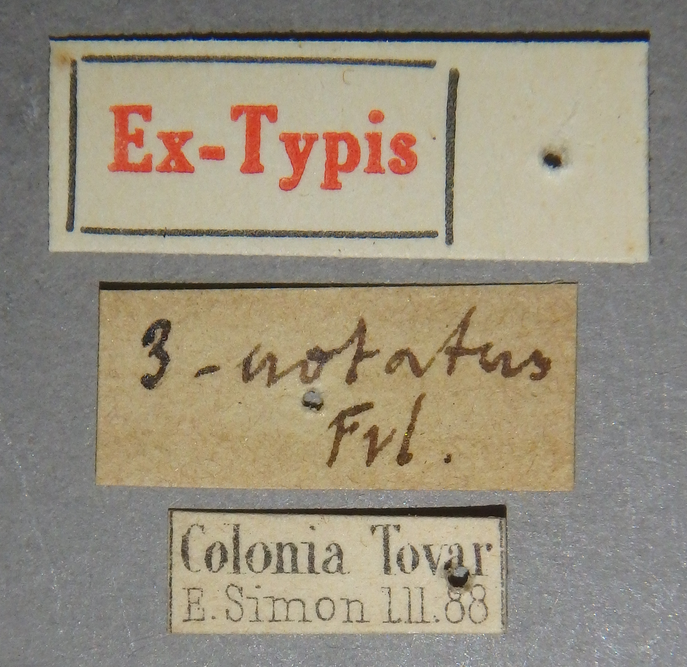 Palaminus trinotatus et Lb.jpg