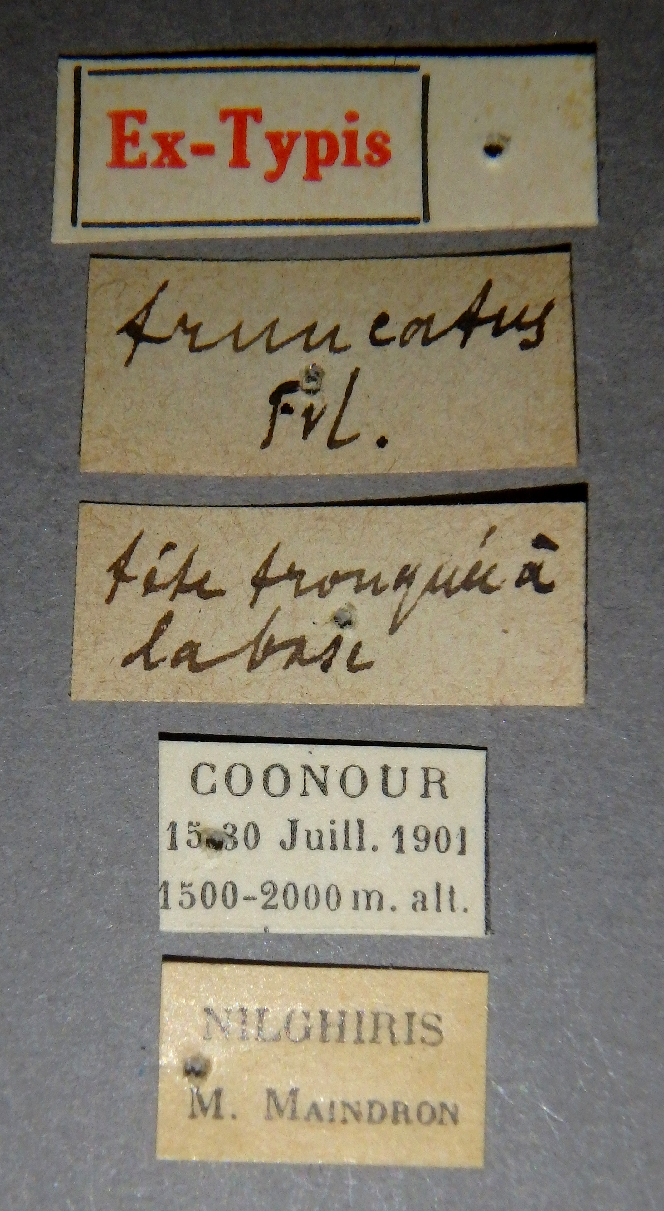 Palaminus truncatus et Lb.jpg