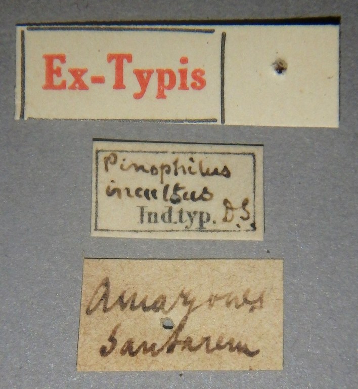 Pinophilus incultus et Lb.jpg