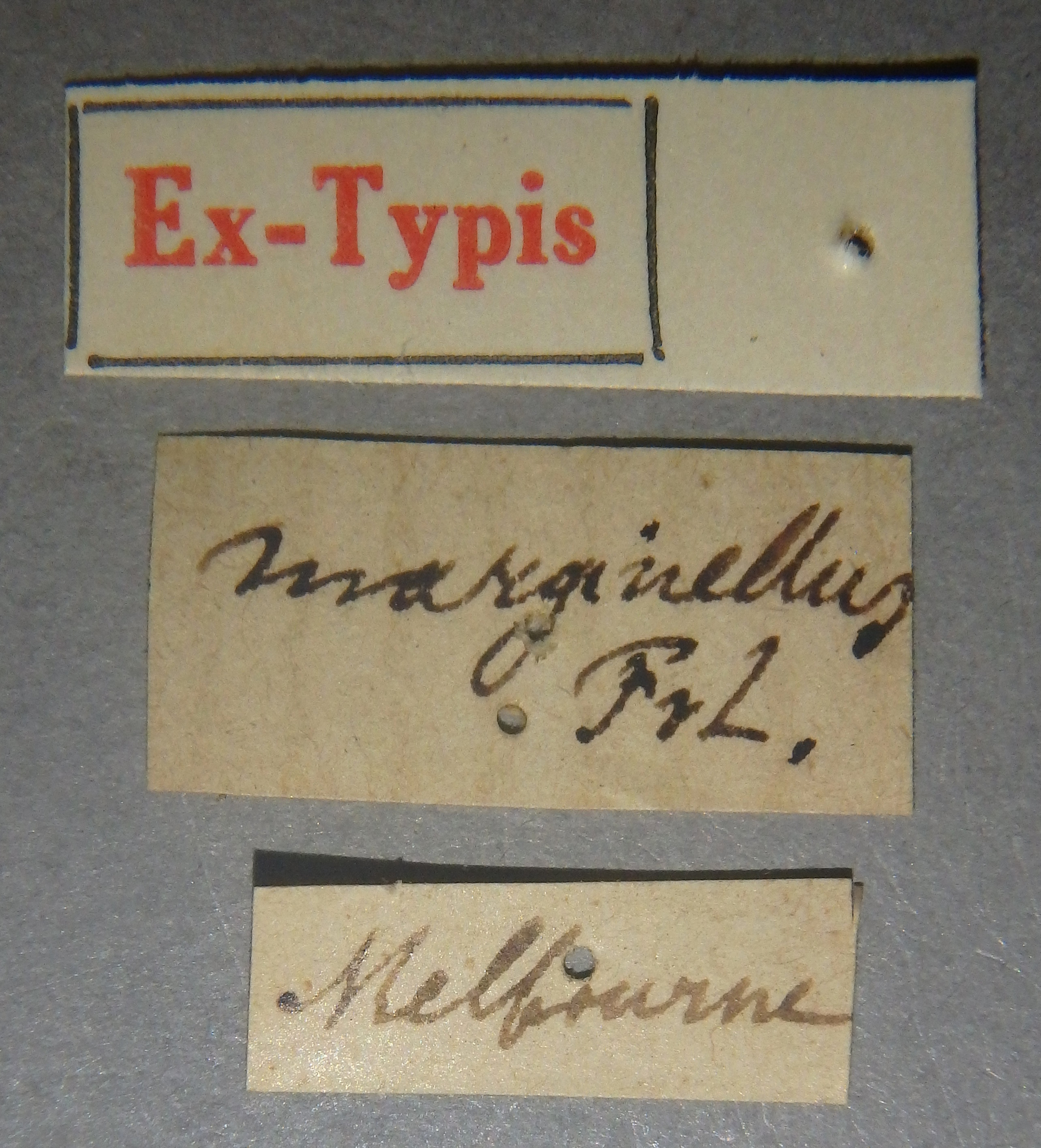Pinophilus marginellus et Lb.jpg