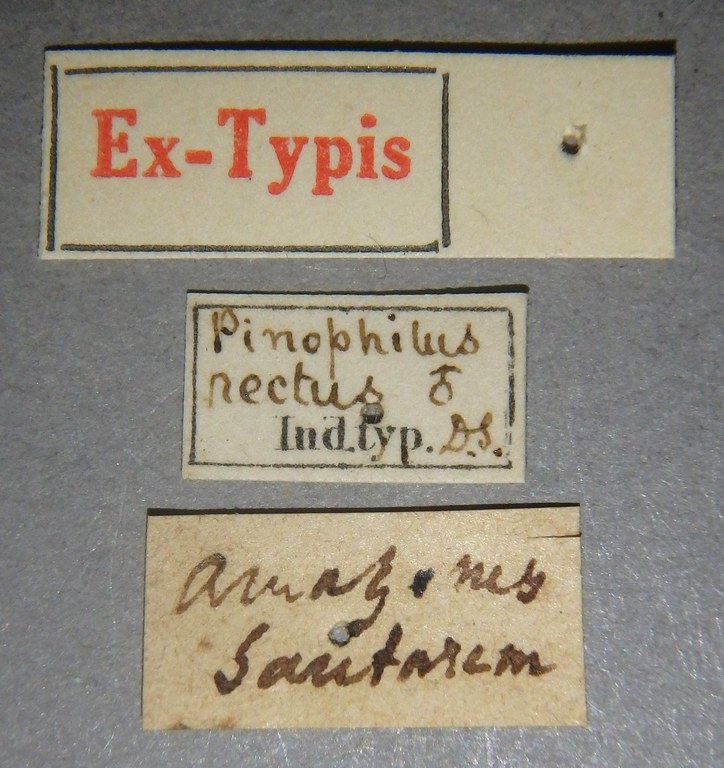 Pinophilus rectus et Lb.jpg