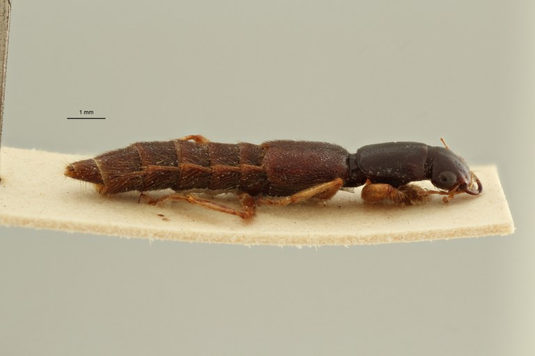Pinophilus sejunctus et L ZS PMax Scaled.jpeg