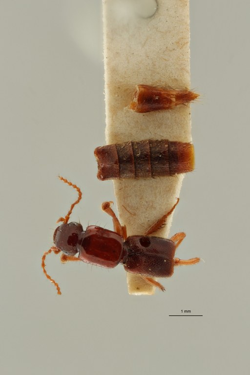 Pinophilus tenuis et D ZS PMax Scaled.jpeg