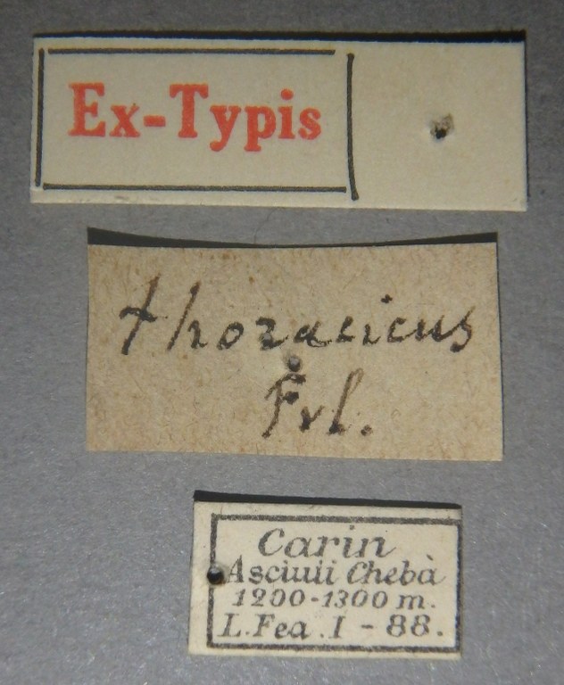 Pinophilus thoracicus et Lb.jpg