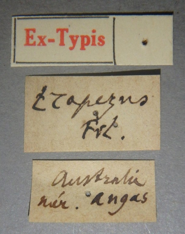 Pinophilus trapezus et Lb.jpg