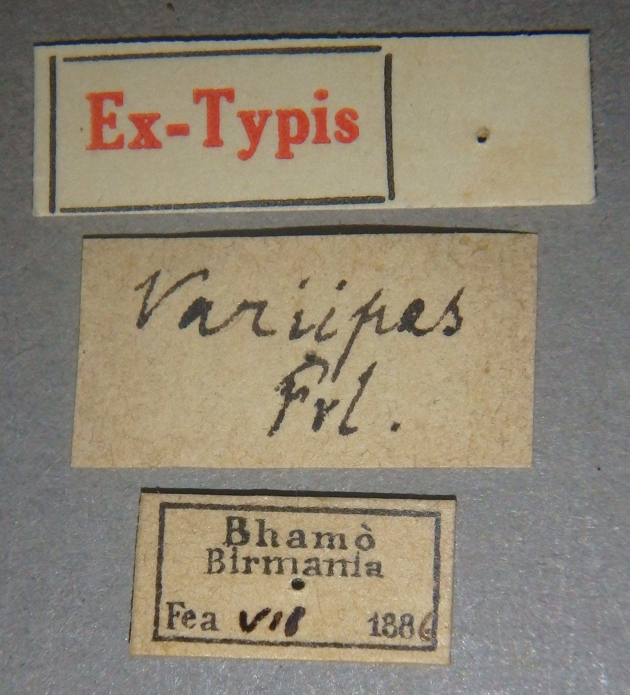 Pinophilus variipes et Lb.jpg
