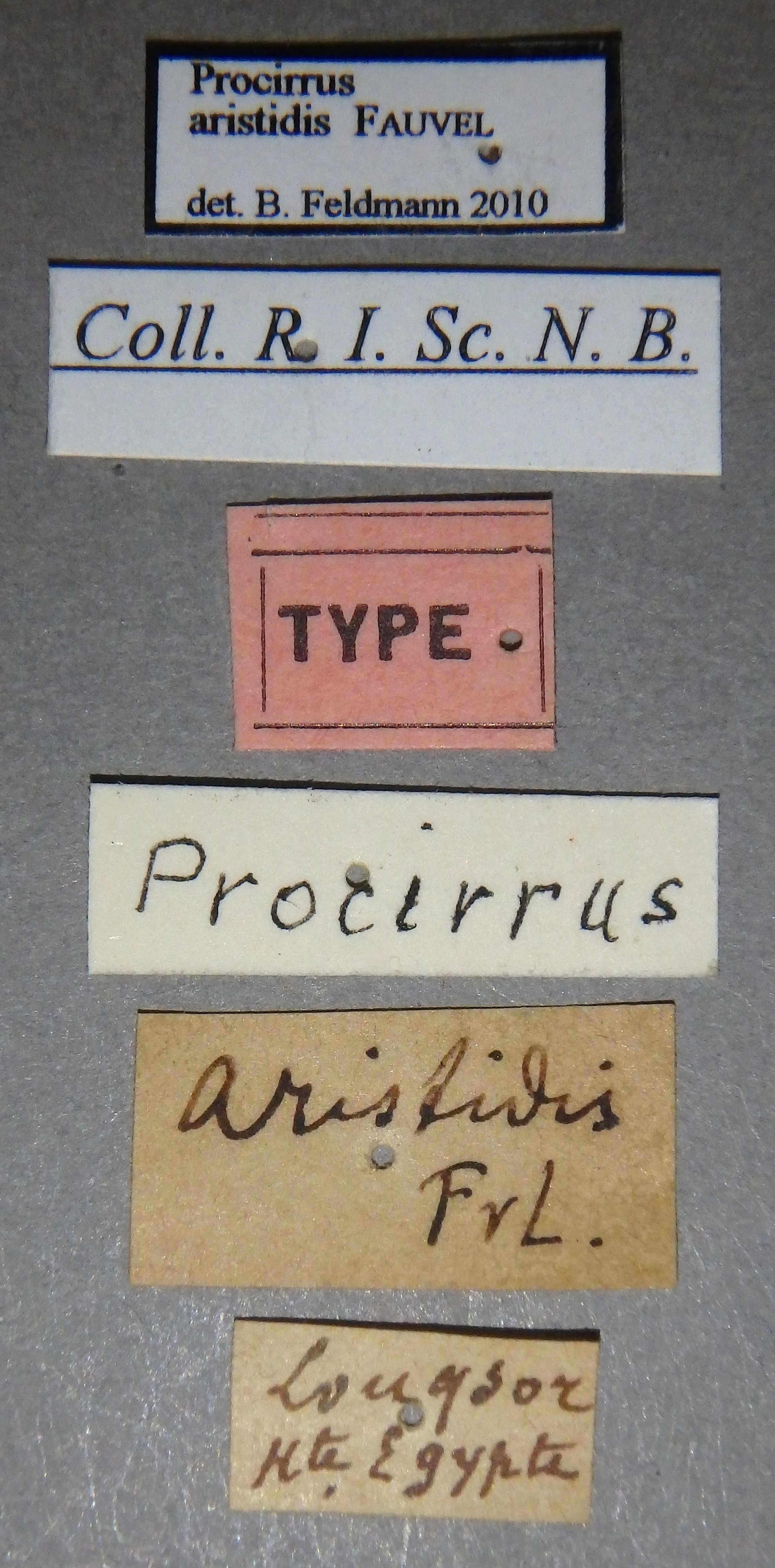 Procirrus aristidis t Lb.jpg