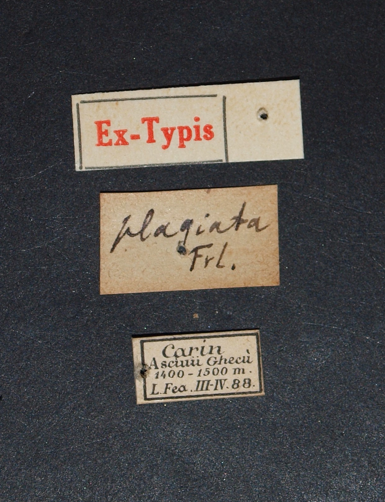 Stilicopsis plagiata ex t.JPG