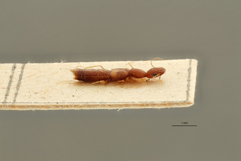 Sunius gracilicornis ex t L.jpg