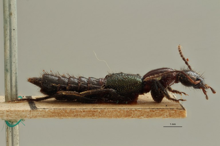 Amblyopinus germaini ex t L.jpg