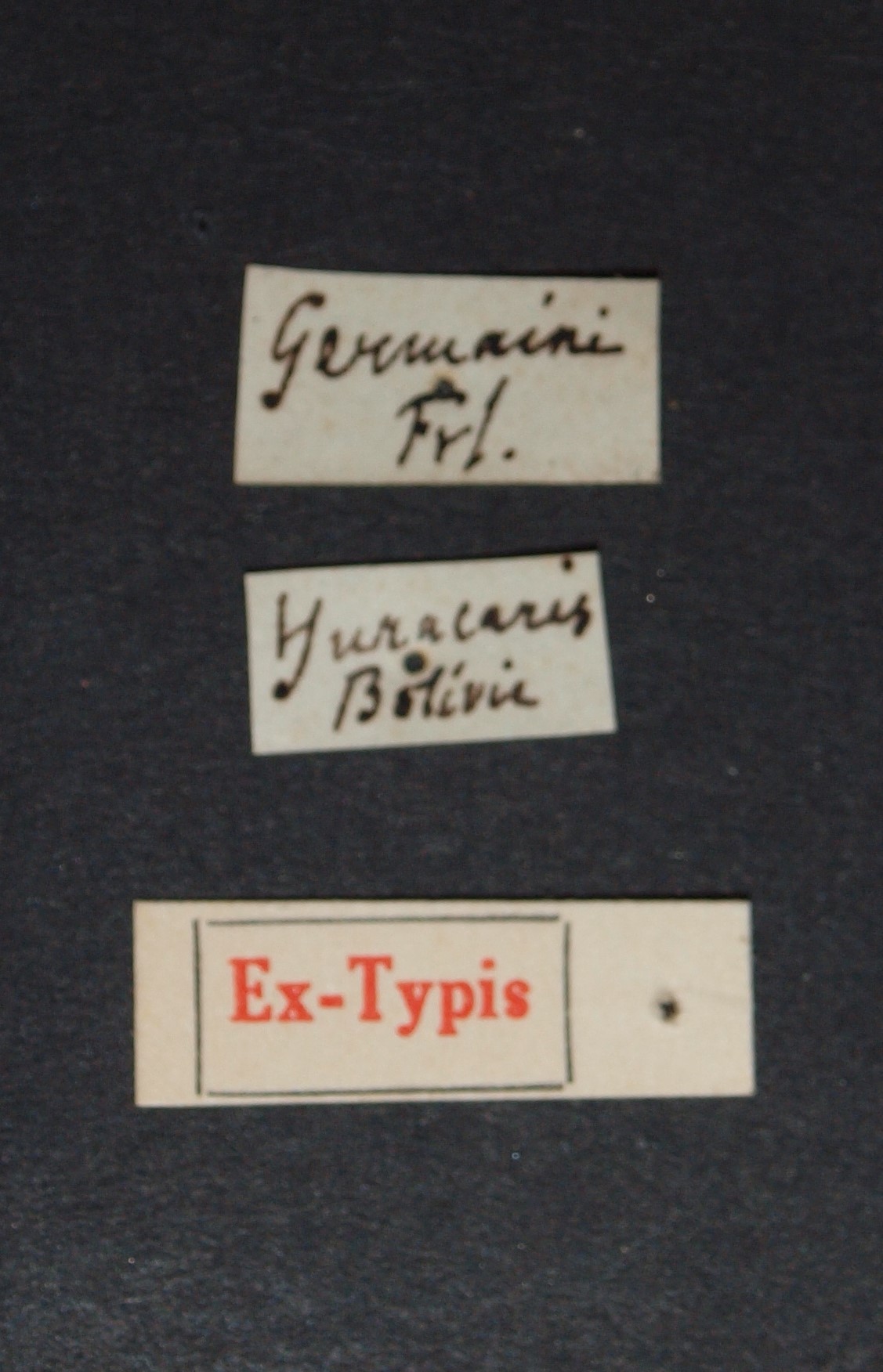 Amblyopinus germaini ex t.JPG