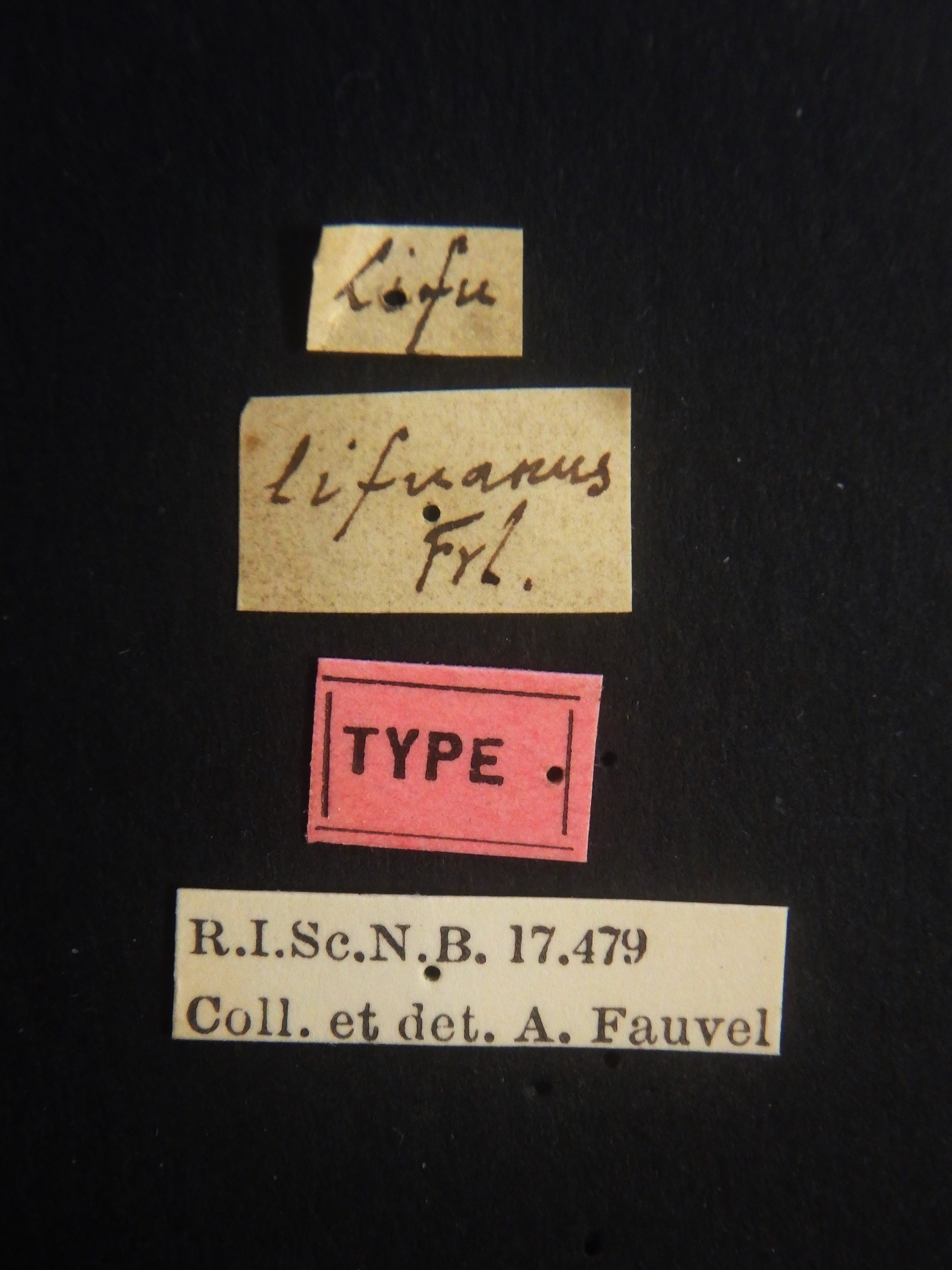 Hesperus lifuanus t Labels.JPG