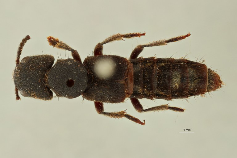 Naddia serpentina type in litteris D.jpg