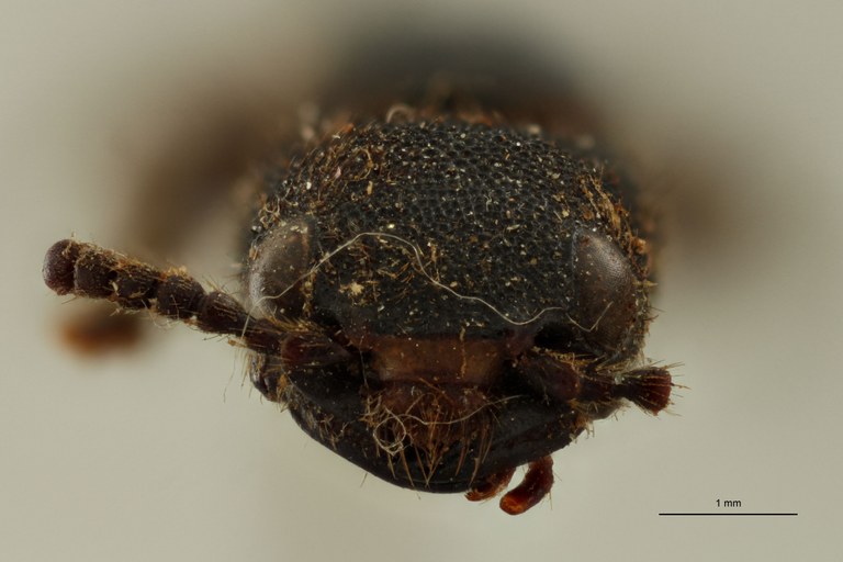 Naddia serpentina type in litteris F.jpg