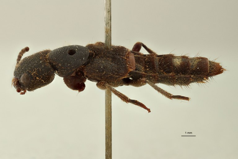 Naddia serpentina type in litteris L.jpg