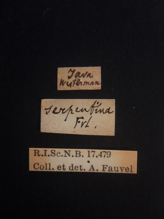 Naddia serpentina type in litteris Labels.JPG