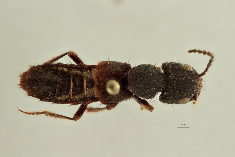 Naddia erosa type in litteris D.jpg