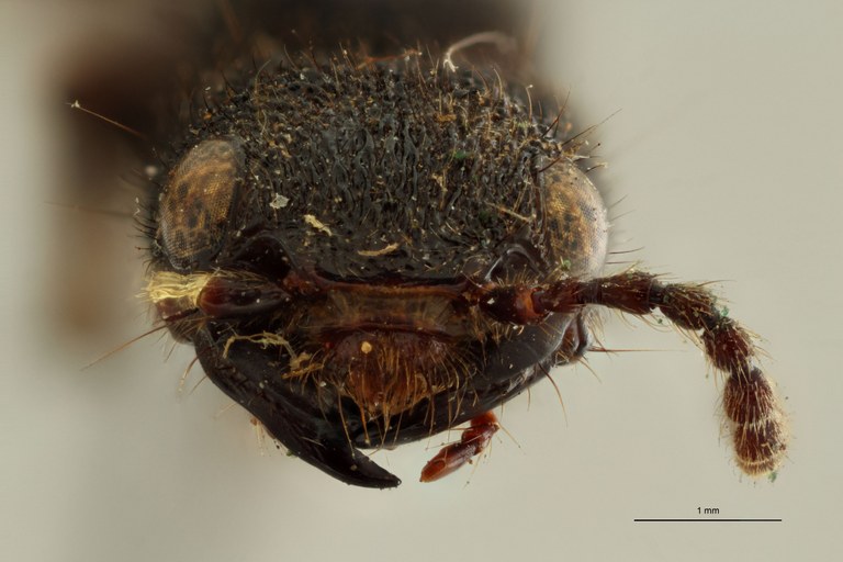 Naddia erosa type in litteris F.jpg
