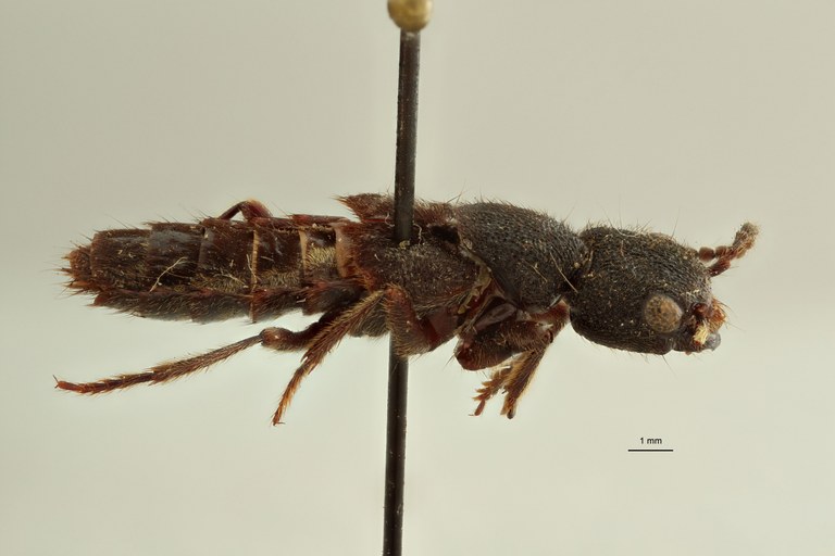 Naddia erosa type in litteris L.jpg