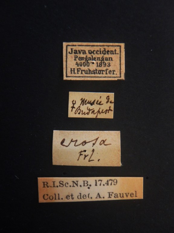 Naddia erosa type in litteris Labels.JPG