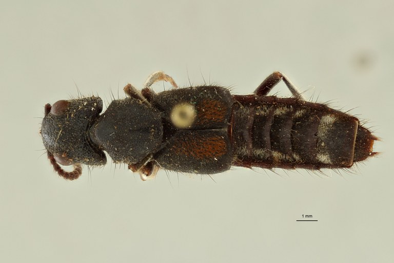 Naddia schultheissi type in litteris D.jpg