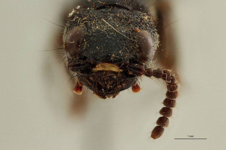 Naddia schultheissi type in litteris F.jpg