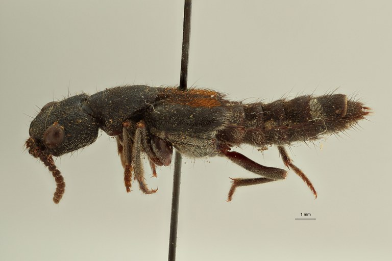 Naddia schultheissi type in litteris L.jpg