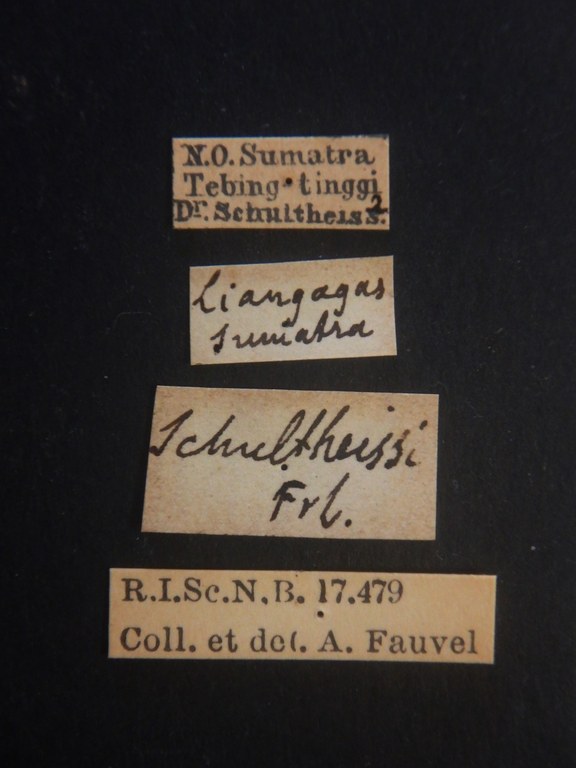 Naddia schultheissi type in litteris Labels.JPG
