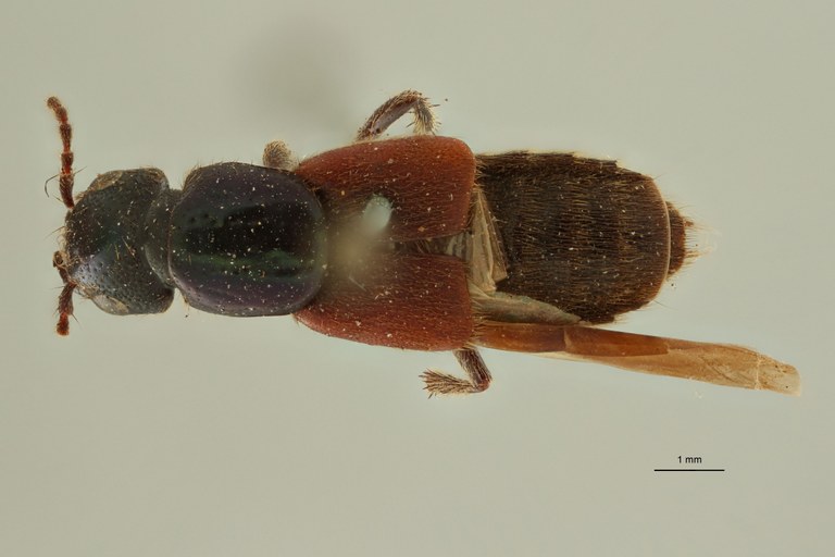 Nausicotus castaneipennis ext D.jpg