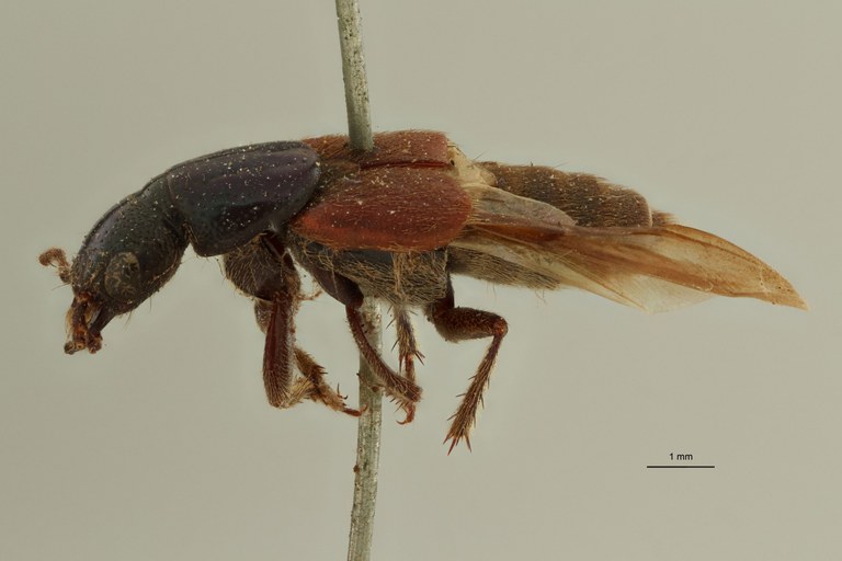 Nausicotus castaneipennis ext L.jpg