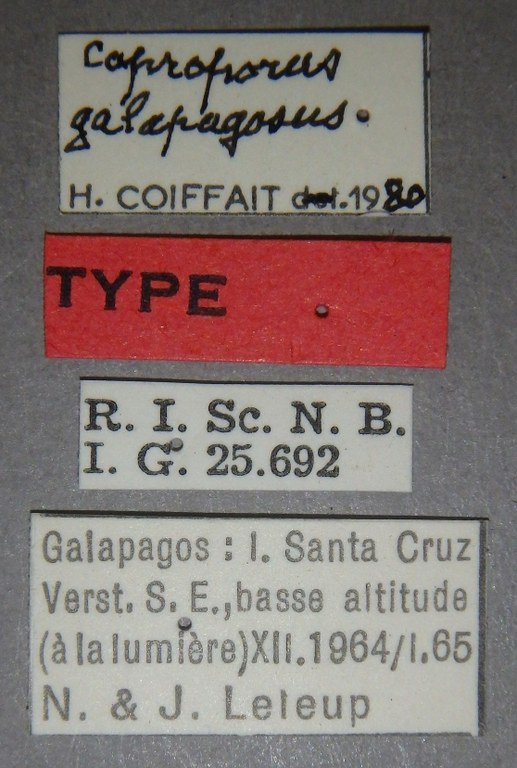 Coproporus galapagosus t Lb.jpg