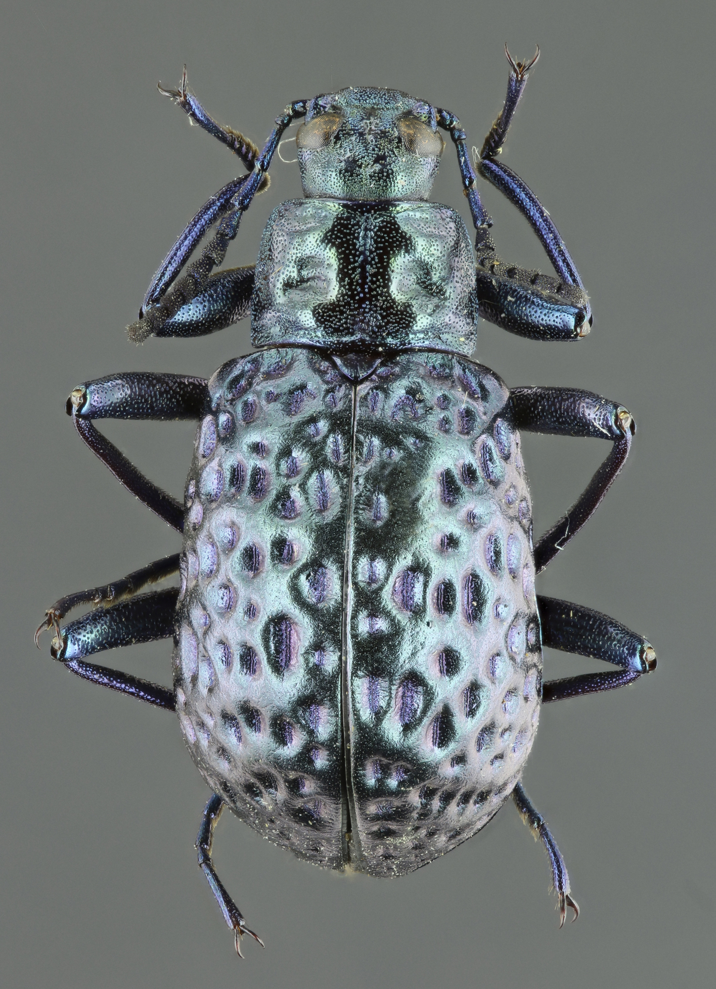 Cuphotes lagrioides 38263zs82.jpg