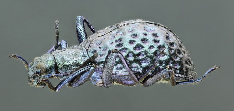 Cuphotes lagrioides 38283zs12.jpg