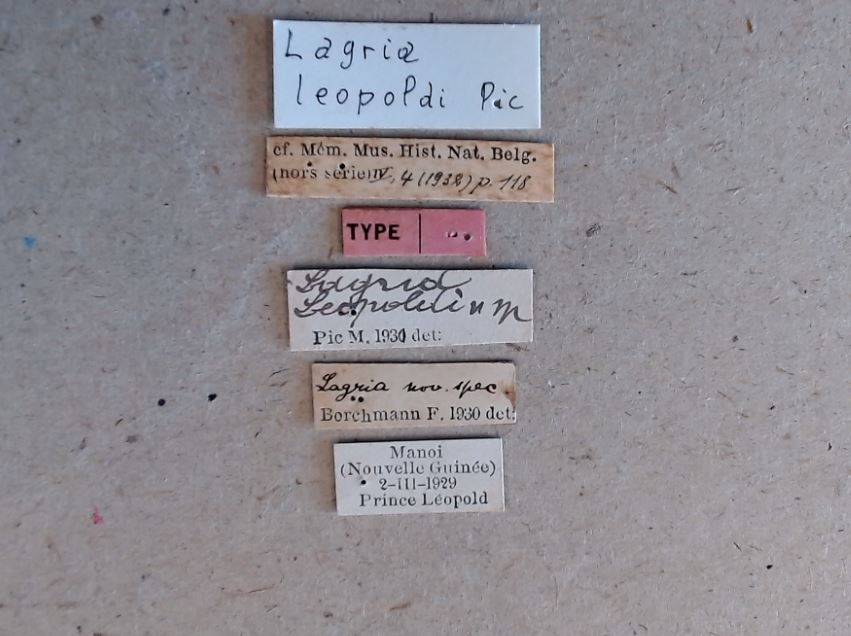 Lagria leopoldi ht Labels.jpg