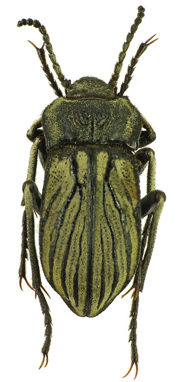 Gyriosomus elongatus 25235cz40.jpg